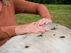 Cranio sacraal en structurele massage voor paarden