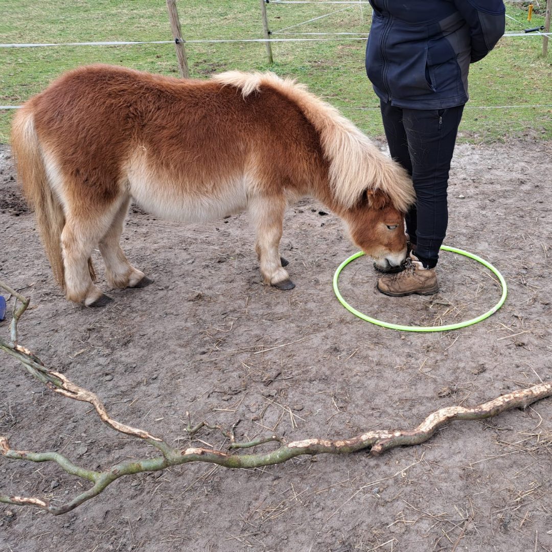 Paardencoaching -Keuzes, doelen & vertrouwen - pony laat coachklant zien dat ze de juiste keuze heeft gemaakt. De klant staat in de hoepel als anker voor haar te bereiken doel.