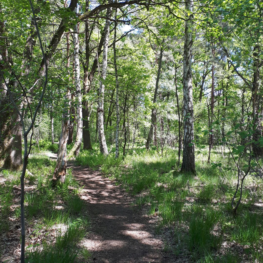 Coachen in natuur